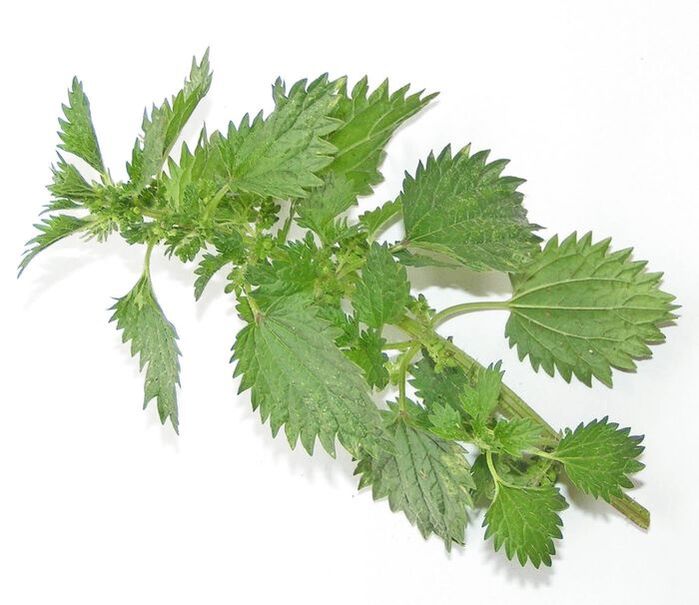 Nettle - the composition of Uromexil