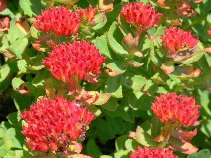 Rhodiola rosea for the treatment of prostatitis