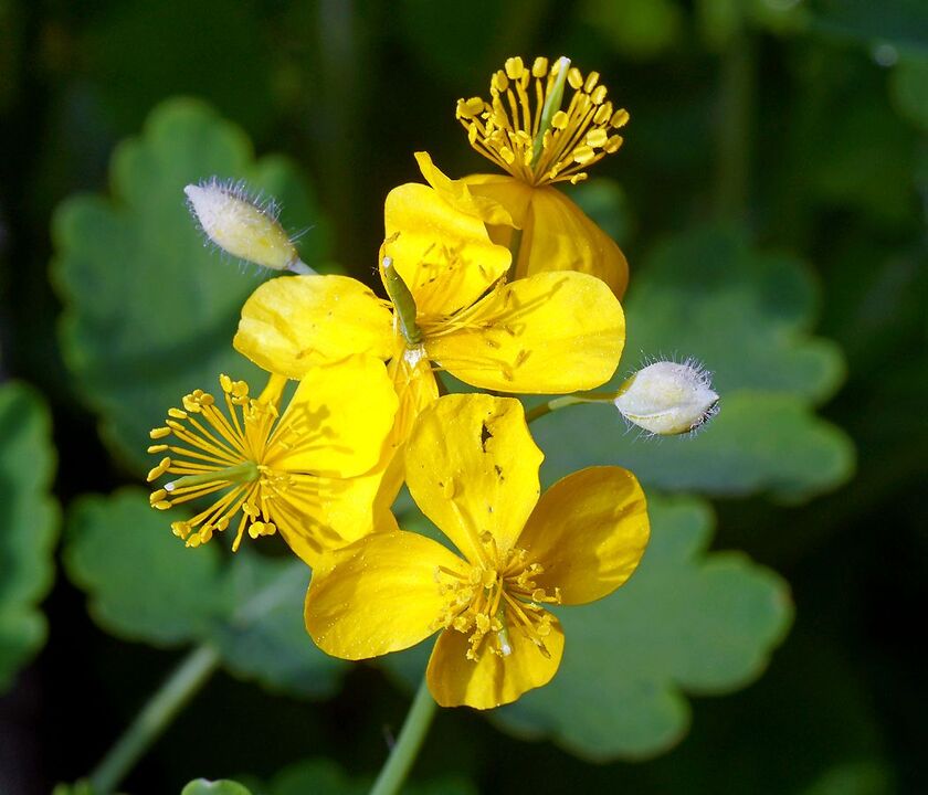 celandine for the treatment of prostatitis