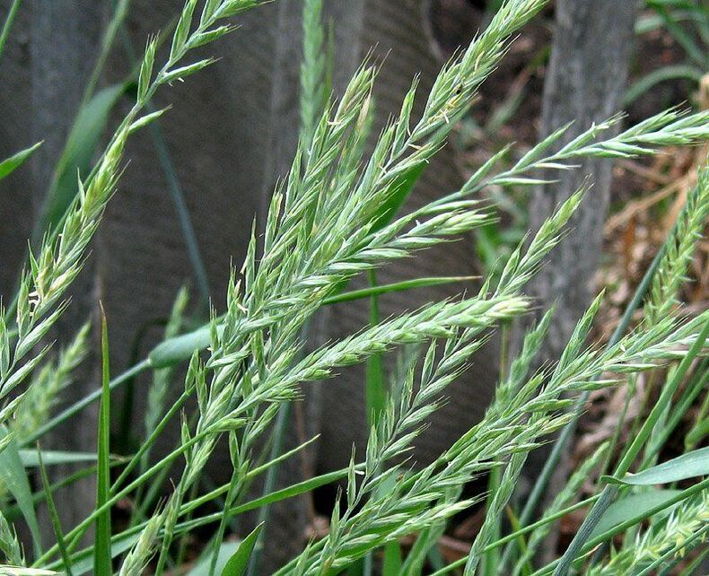 wheat grass to treat prostatitis